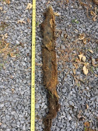 Root system removal from sewage line Piney Flats